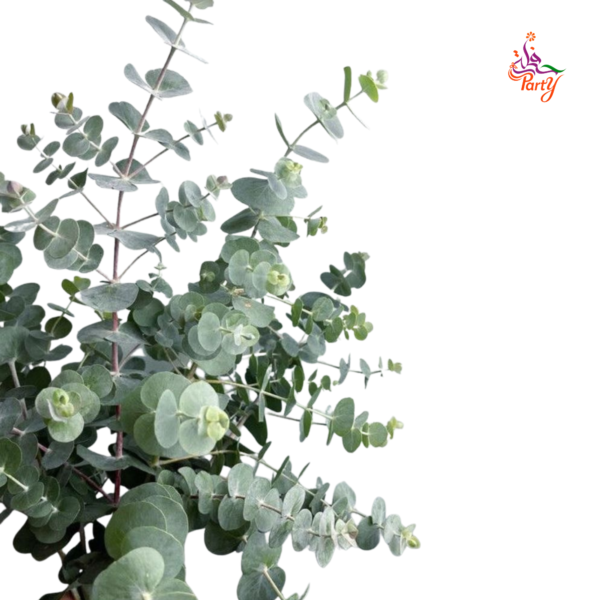 Eucalyptus
