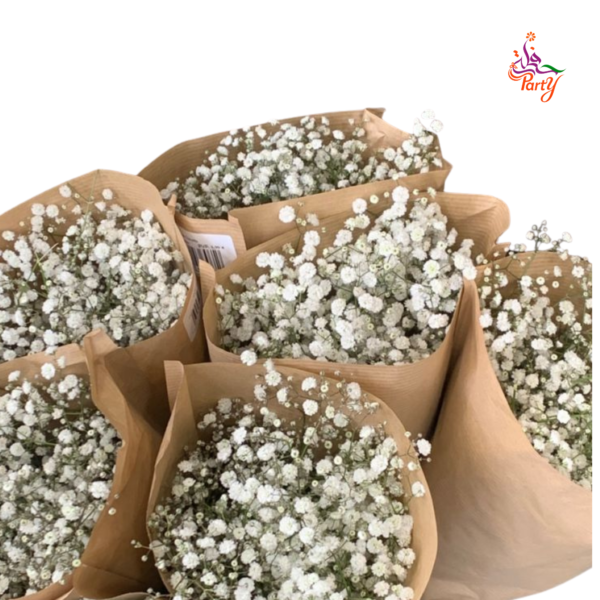 Gypsophila